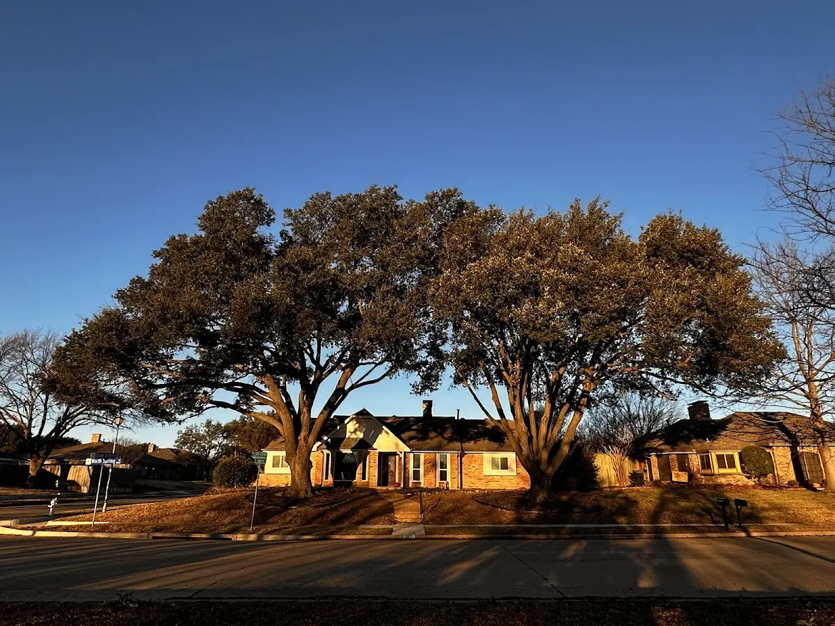 Established residential canopy tree shading a home in Elmer